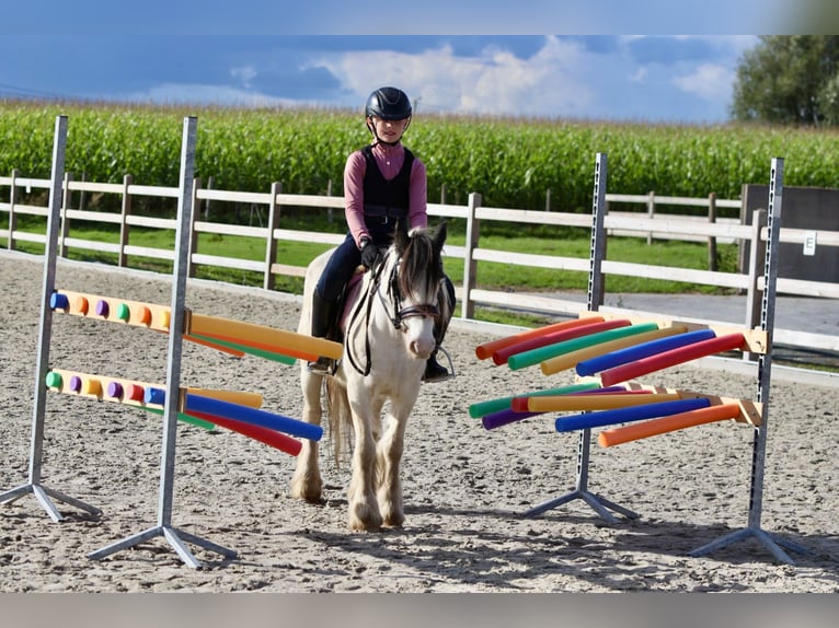 Cob Irlandese / Tinker / Gypsy Vanner Giumenta 4 Anni 120 cm Pezzato in Bogaarden