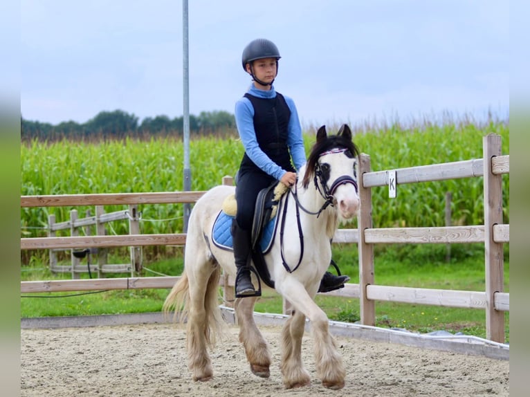 Cob Irlandese / Tinker / Gypsy Vanner Giumenta 4 Anni 120 cm Pezzato in Bogaarden