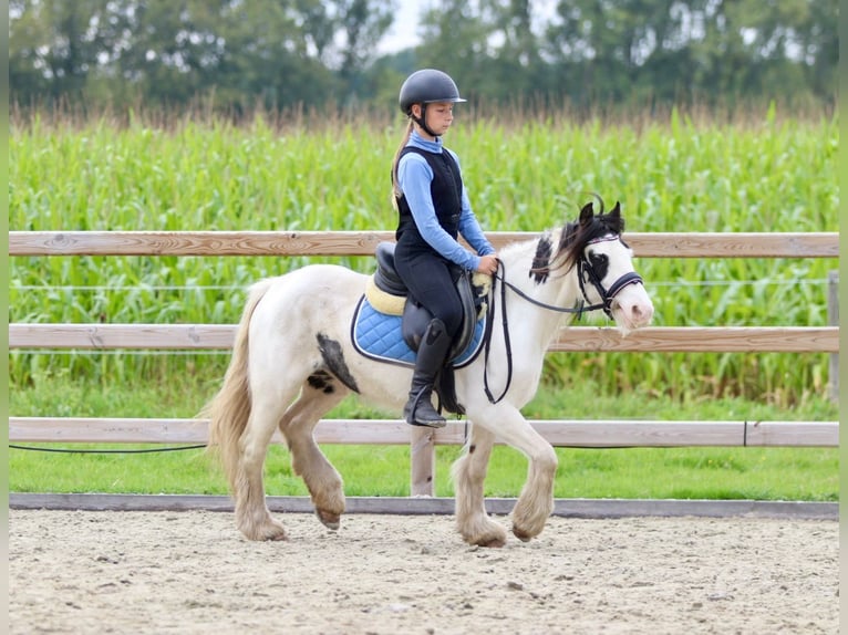 Cob Irlandese / Tinker / Gypsy Vanner Giumenta 4 Anni 120 cm Pezzato in Bogaarden