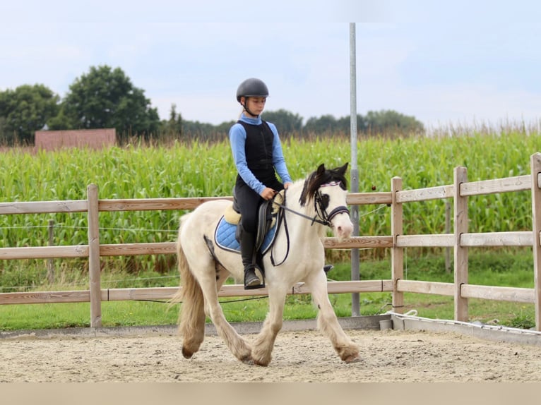 Cob Irlandese / Tinker / Gypsy Vanner Giumenta 4 Anni 120 cm Pezzato in Bogaarden