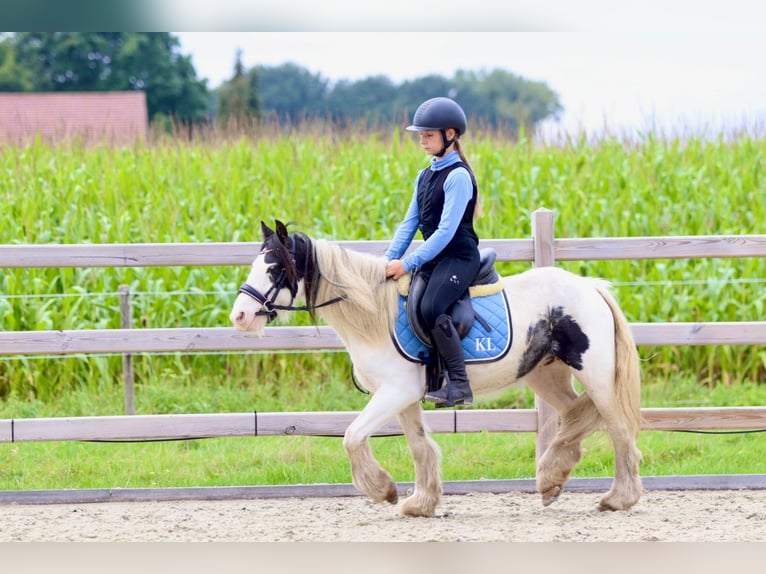 Cob Irlandese / Tinker / Gypsy Vanner Giumenta 4 Anni 120 cm Pezzato in Bogaarden