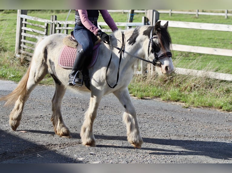 Cob Irlandese / Tinker / Gypsy Vanner Giumenta 4 Anni 120 cm Pezzato in Bogaarden