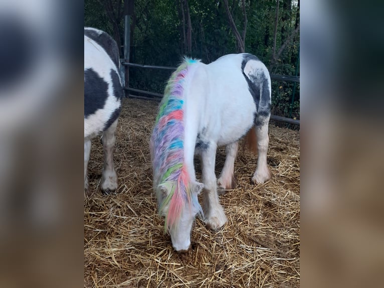 Cob Irlandese / Tinker / Gypsy Vanner Giumenta 4 Anni 122 cm Pezzato in Niederzier