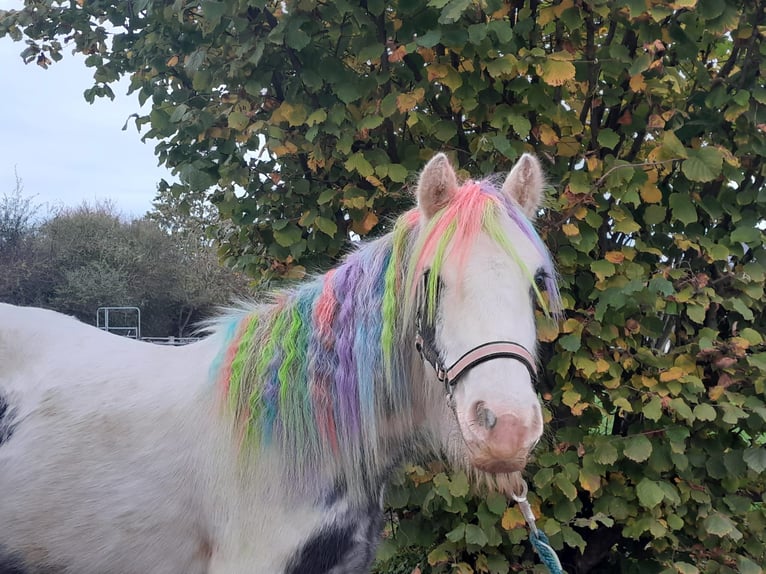 Cob Irlandese / Tinker / Gypsy Vanner Giumenta 4 Anni 122 cm Pezzato in Niederzier