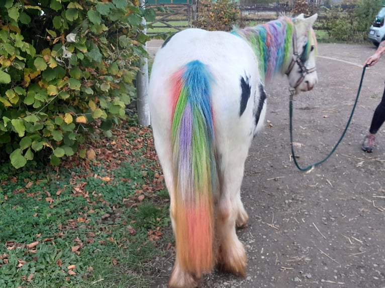 Cob Irlandese / Tinker / Gypsy Vanner Giumenta 4 Anni 122 cm Pezzato in Niederzier