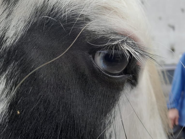 Cob Irlandese / Tinker / Gypsy Vanner Giumenta 4 Anni 122 cm Pezzato in Niederzier