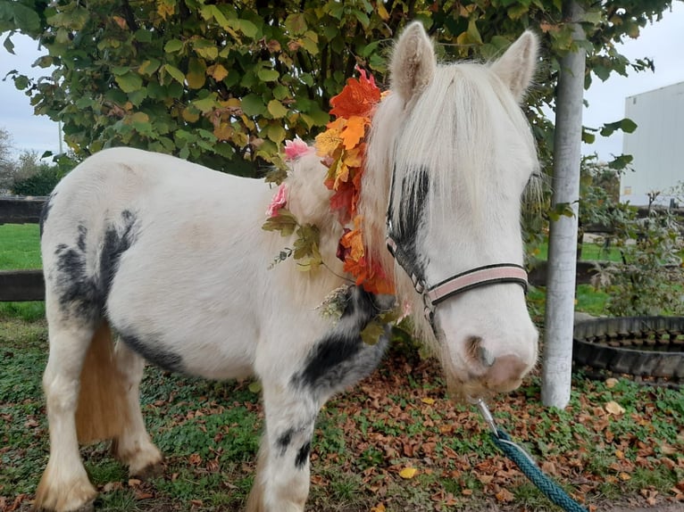 Cob Irlandese / Tinker / Gypsy Vanner Giumenta 4 Anni 122 cm Pezzato in Niederzier