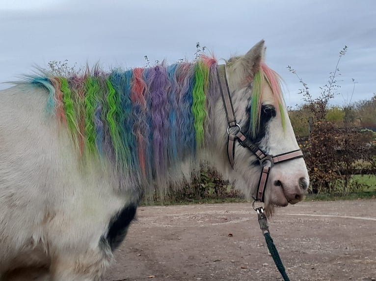 Cob Irlandese / Tinker / Gypsy Vanner Giumenta 4 Anni 122 cm Pezzato in Niederzier