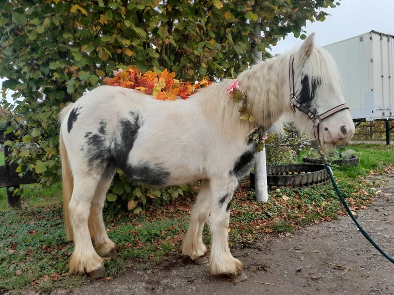 Cob Irlandese / Tinker / Gypsy Vanner Giumenta 4 Anni 124 cm Pezzato in Niederzier