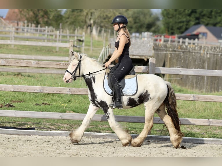 Cob Irlandese / Tinker / Gypsy Vanner Giumenta 4 Anni 125 cm Pezzato in Bogaarden