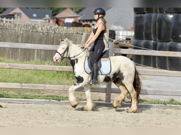 Cob Irlandese / Tinker / Gypsy Vanner Giumenta 4 Anni 125 cm Pezzato in Bogaarden