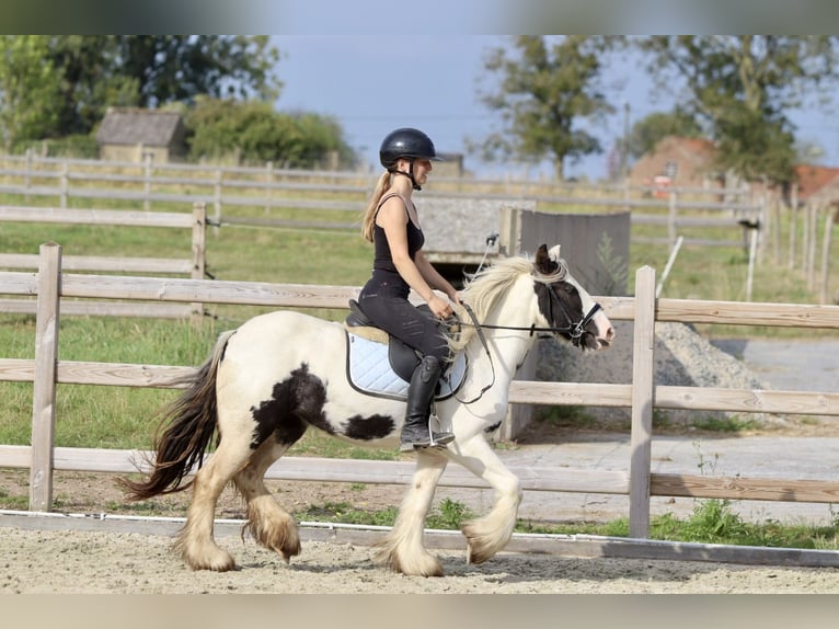 Cob Irlandese / Tinker / Gypsy Vanner Giumenta 4 Anni 125 cm Pezzato in Bogaarden