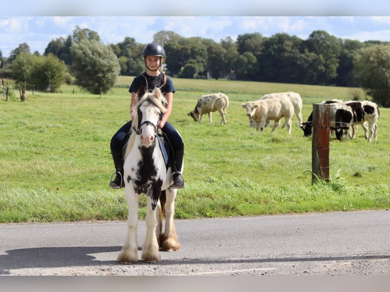 Cob Irlandese / Tinker / Gypsy Vanner Giumenta 4 Anni 125 cm Pezzato in Bogaarden