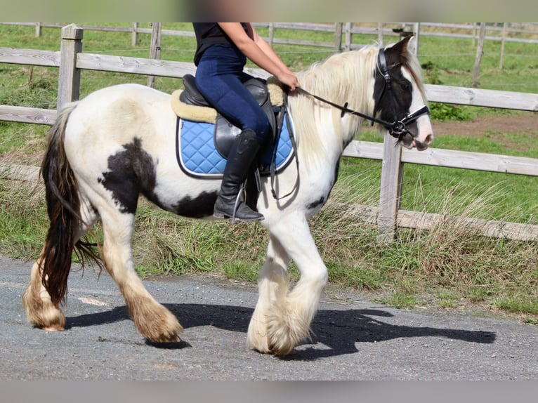 Cob Irlandese / Tinker / Gypsy Vanner Giumenta 4 Anni 125 cm Pezzato in Bogaarden