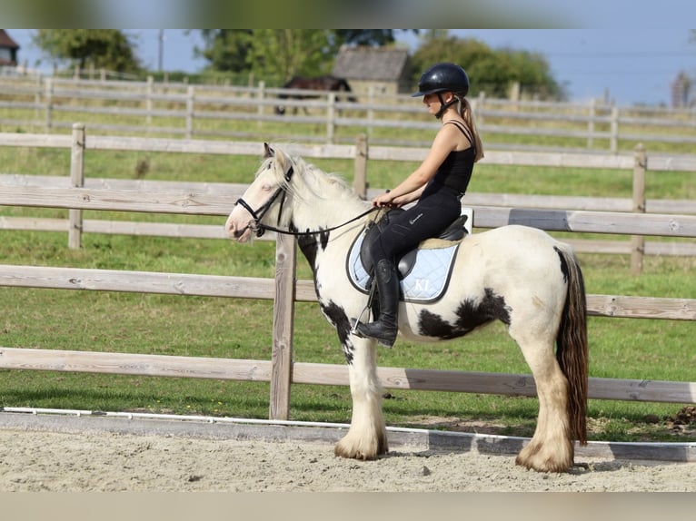 Cob Irlandese / Tinker / Gypsy Vanner Giumenta 4 Anni 125 cm Pezzato in Bogaarden