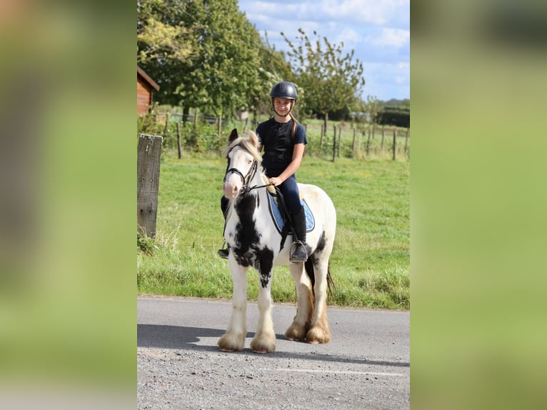 Cob Irlandese / Tinker / Gypsy Vanner Giumenta 4 Anni 125 cm Pezzato in Bogaarden