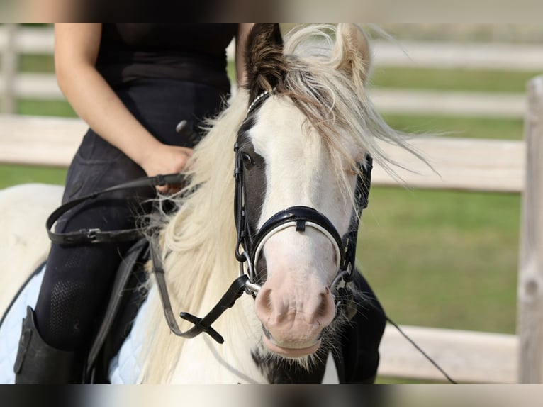 Cob Irlandese / Tinker / Gypsy Vanner Giumenta 4 Anni 125 cm Pezzato in Bogaarden