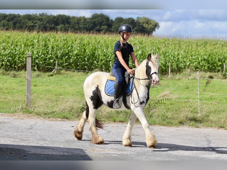 Cob Irlandese / Tinker / Gypsy Vanner Giumenta 4 Anni 125 cm Pezzato in Bogaarden