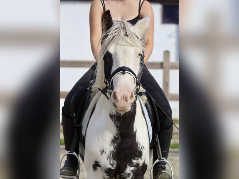 Cob Irlandese / Tinker / Gypsy Vanner Giumenta 4 Anni 125 cm Pezzato in Bogaarden