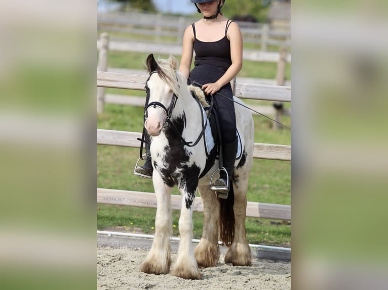 Cob Irlandese / Tinker / Gypsy Vanner Giumenta 4 Anni 125 cm Pezzato in Bogaarden