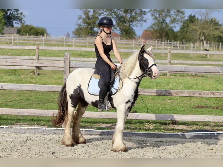 Cob Irlandese / Tinker / Gypsy Vanner Giumenta 4 Anni 125 cm Pezzato in Bogaarden