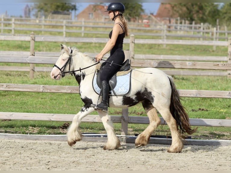 Cob Irlandese / Tinker / Gypsy Vanner Giumenta 4 Anni 125 cm Pezzato in Bogaarden