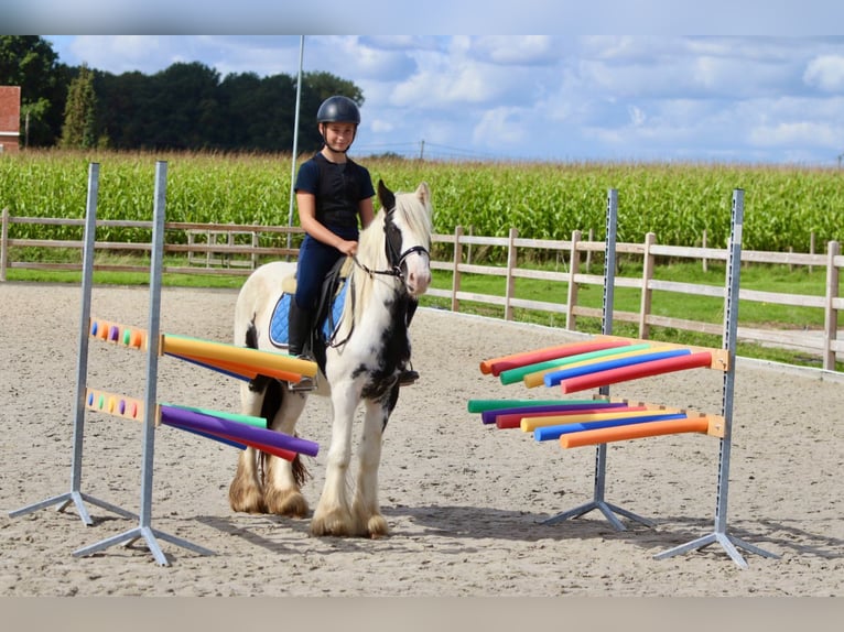 Cob Irlandese / Tinker / Gypsy Vanner Giumenta 4 Anni 125 cm Pezzato in Bogaarden