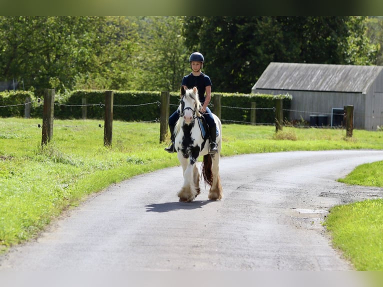 Cob Irlandese / Tinker / Gypsy Vanner Giumenta 4 Anni 125 cm Pezzato in Bogaarden