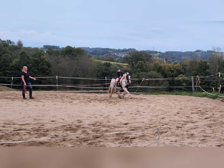 Cob Irlandese / Tinker / Gypsy Vanner Giumenta 4 Anni 125 cm Pezzato in Morsbach