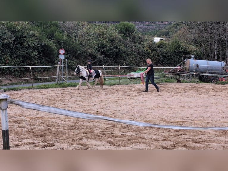 Cob Irlandese / Tinker / Gypsy Vanner Giumenta 4 Anni 125 cm Pezzato in Morsbach