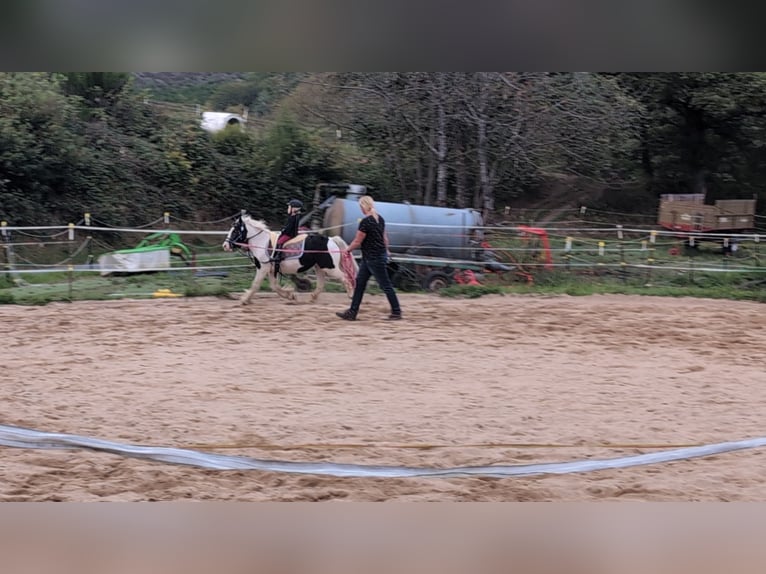 Cob Irlandese / Tinker / Gypsy Vanner Giumenta 4 Anni 125 cm Pezzato in Morsbach