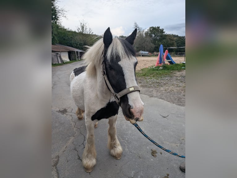 Cob Irlandese / Tinker / Gypsy Vanner Giumenta 4 Anni 125 cm Pezzato in Morsbach