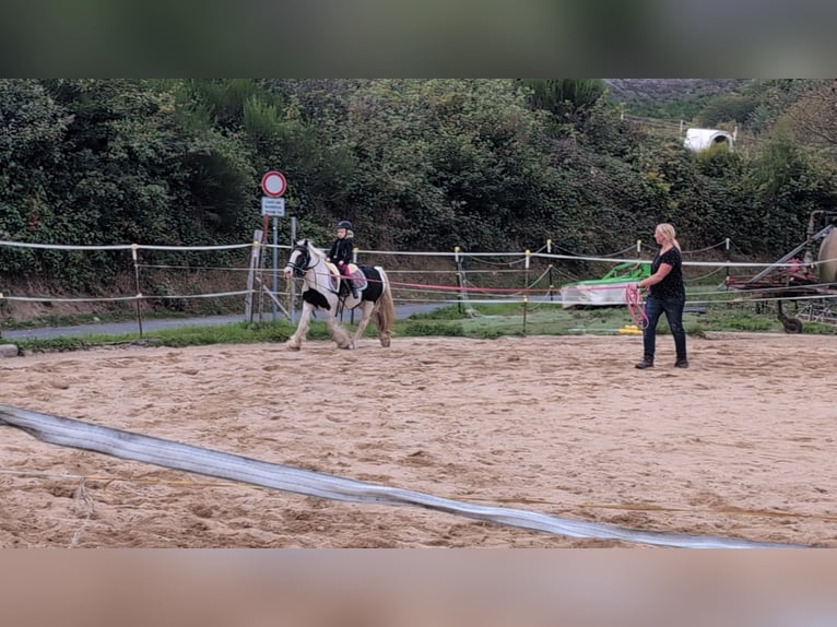 Cob Irlandese / Tinker / Gypsy Vanner Giumenta 4 Anni 125 cm Pezzato in Morsbach