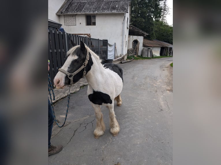 Cob Irlandese / Tinker / Gypsy Vanner Giumenta 4 Anni 125 cm Pezzato in Morsbach