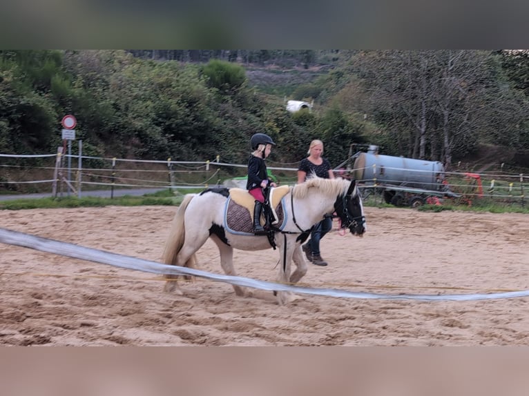 Cob Irlandese / Tinker / Gypsy Vanner Giumenta 4 Anni 125 cm Pezzato in Morsbach