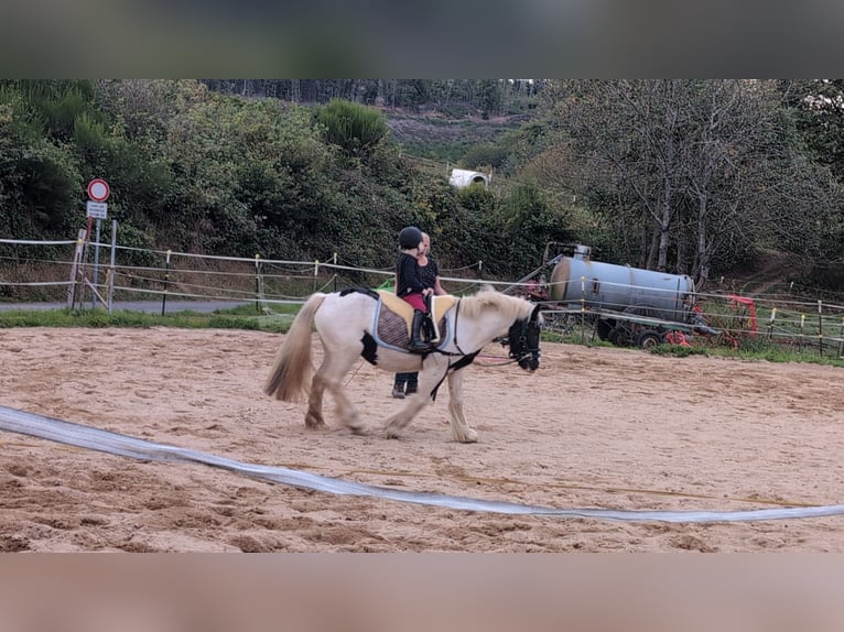 Cob Irlandese / Tinker / Gypsy Vanner Giumenta 4 Anni 125 cm Pezzato in Morsbach