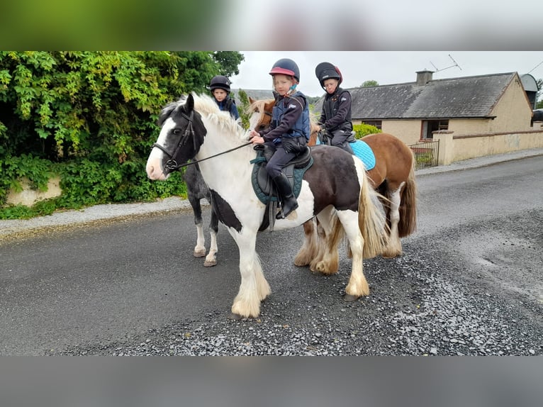 Cob Irlandese / Tinker / Gypsy Vanner Giumenta 4 Anni 125 cm Pezzato in Morsbach