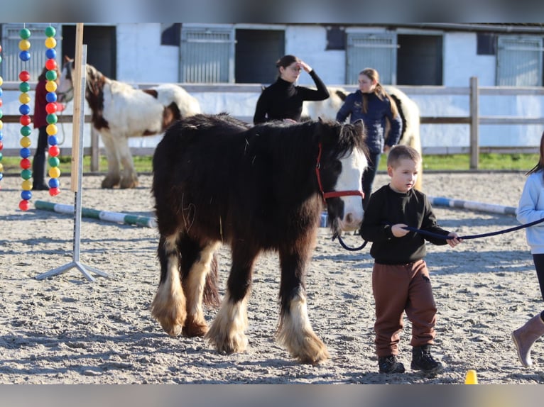 Cob Irlandese / Tinker / Gypsy Vanner Giumenta 4 Anni 126 cm Morello in Bogaarden