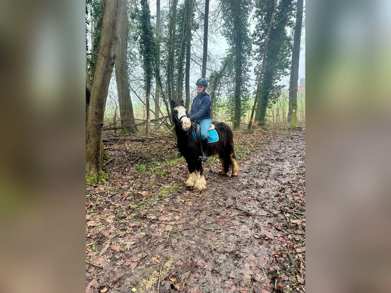 Cob Irlandese / Tinker / Gypsy Vanner Giumenta 4 Anni 126 cm Morello in Bogaarden