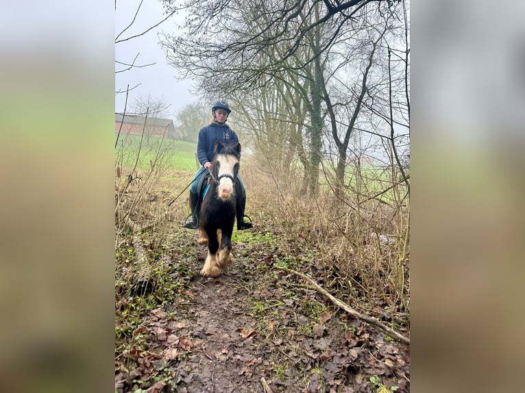 Cob Irlandese / Tinker / Gypsy Vanner Giumenta 4 Anni 126 cm Morello in Bogaarden