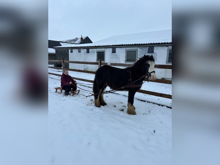 Cob Irlandese / Tinker / Gypsy Vanner Giumenta 4 Anni 126 cm Morello in Bogaarden