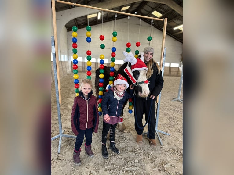 Cob Irlandese / Tinker / Gypsy Vanner Giumenta 4 Anni 126 cm Morello in Bogaarden