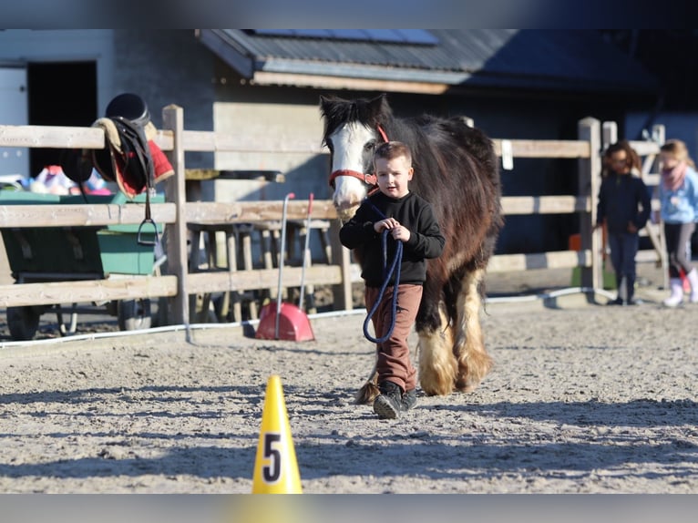 Cob Irlandese / Tinker / Gypsy Vanner Giumenta 4 Anni 126 cm Morello in Bogaarden