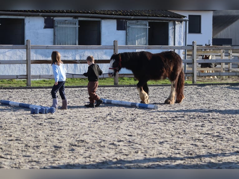 Cob Irlandese / Tinker / Gypsy Vanner Giumenta 4 Anni 126 cm Morello in Bogaarden