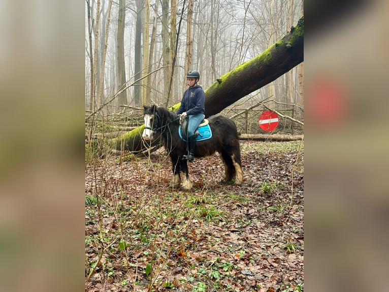 Cob Irlandese / Tinker / Gypsy Vanner Giumenta 4 Anni 126 cm Morello in Bogaarden