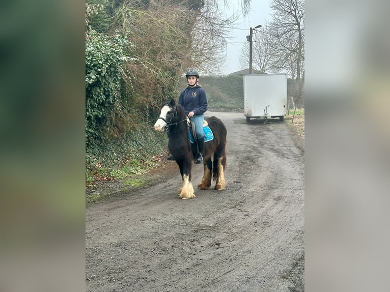 Cob Irlandese / Tinker / Gypsy Vanner Giumenta 4 Anni 126 cm Morello in Bogaarden