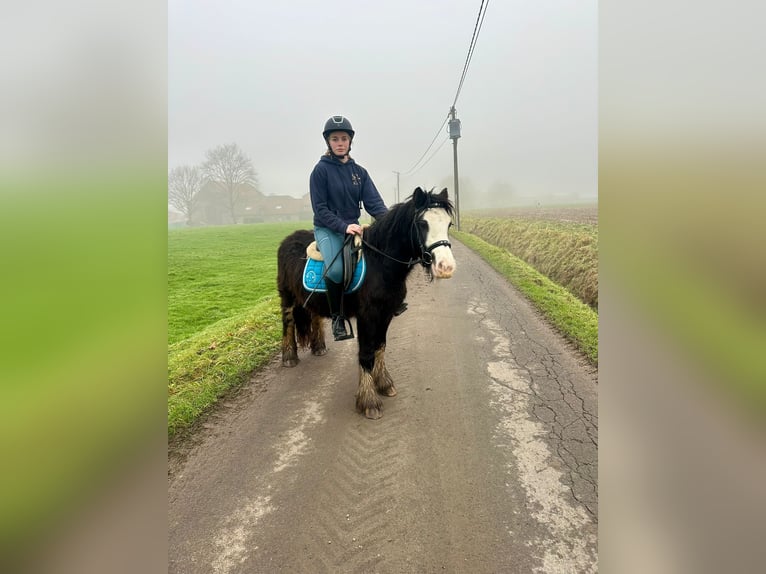 Cob Irlandese / Tinker / Gypsy Vanner Giumenta 4 Anni 126 cm Morello in Bogaarden