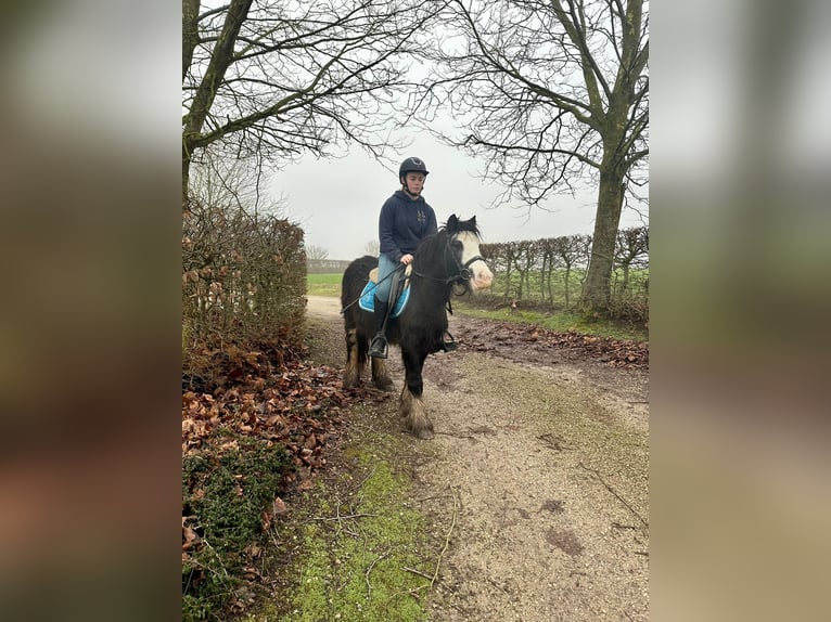 Cob Irlandese / Tinker / Gypsy Vanner Giumenta 4 Anni 126 cm Morello in Bogaarden