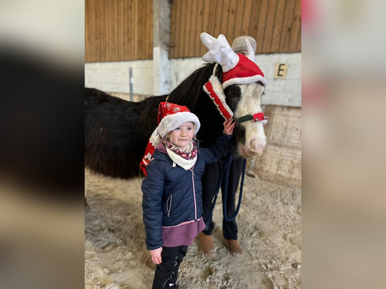 Cob Irlandese / Tinker / Gypsy Vanner Giumenta 4 Anni 126 cm Morello in Bogaarden