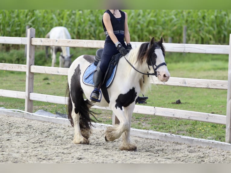 Cob Irlandese / Tinker / Gypsy Vanner Giumenta 4 Anni 126 cm Pezzato in Heikruis